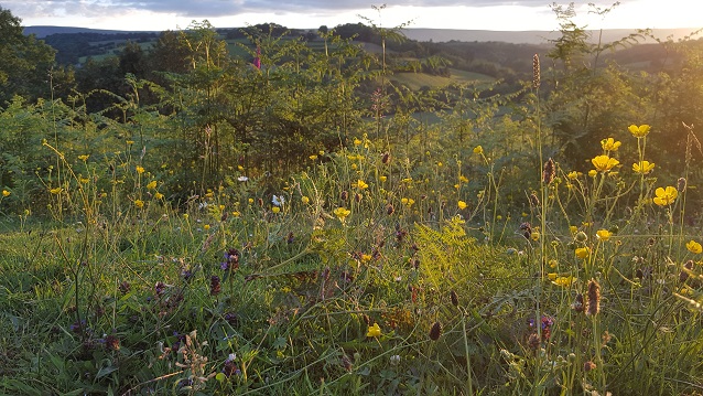 Ewyas Harold Common, midsummer 2019