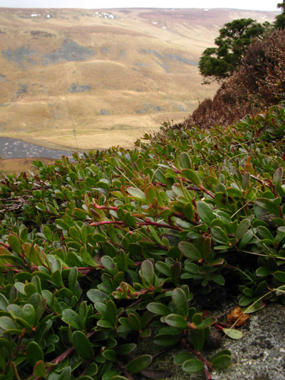 Arctostaphylos uva-ursi