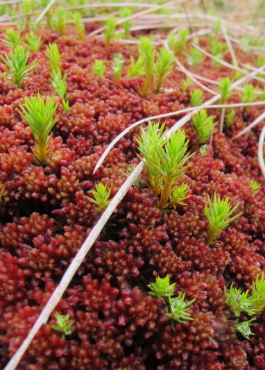 A bog moss, Sphagnum capillifolium.