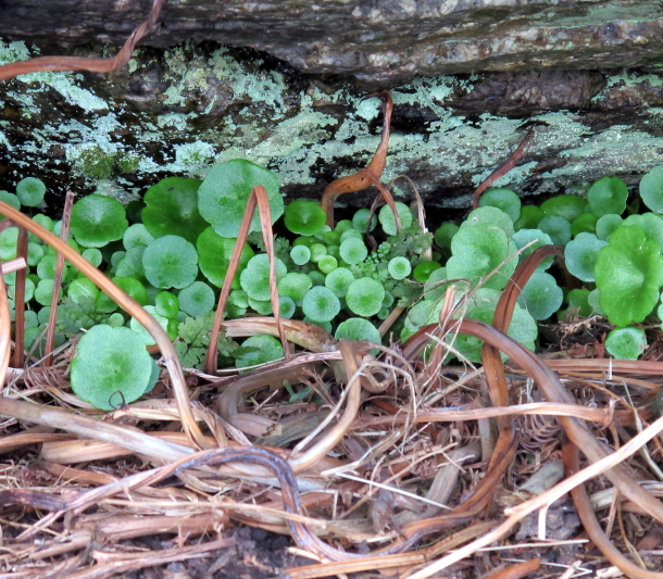 Umbilicus rupestris Navelwort